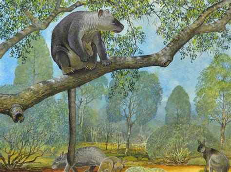 The incredible megafauna fossils of Kalamurina - Australian Geographic