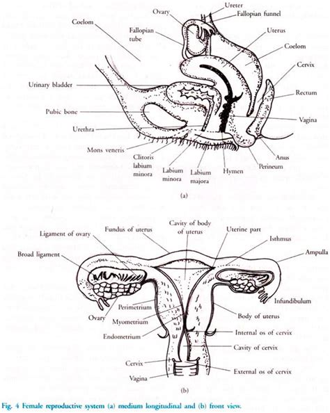 Printable Female Reproductive System Diagram - Printable Word Searches