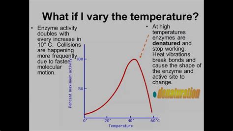 Factors that affect Enzyme Activity IB Biology - YouTube