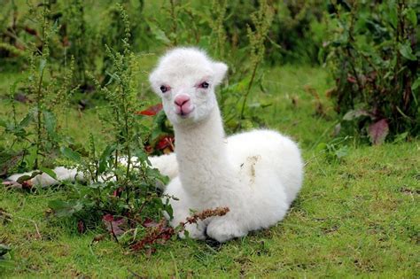 Cute Baby Alpaca Photos, Videos and Facts - Animal Hype