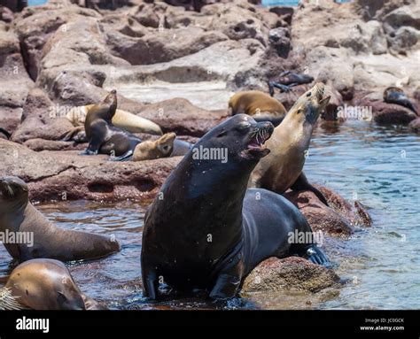 sea lions at isla espíritu santo, baja california sur. Mexico Stock ...