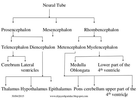 6. Neural Tube Prosencephalon Mesencephalon Rhombencephalon ...