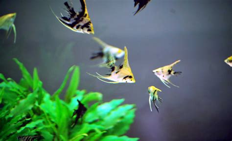 Different types of freshwater Angelfish - the Aquariumfreaks.com