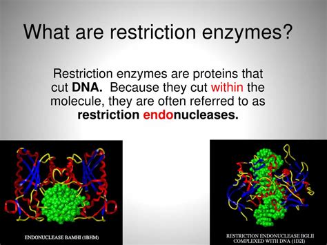 PPT - Restriction Enzymes PowerPoint Presentation, free download - ID ...