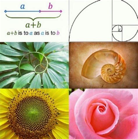 Golden Ratio In Nature Examples