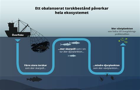 Fisheries Brief No. 4: The role of cod in the ecosystem