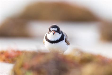 Shorebirds — Todd DeWald Photography