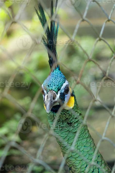 Peacock at the zoo 13248380 Stock Photo at Vecteezy