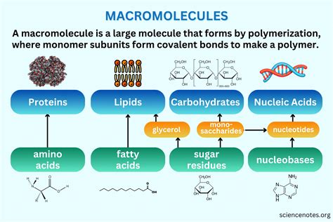 Macromolecules - Definition, Types, Examples