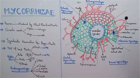 Mycorrhiza & all its types explaination in just one diagram - YouTube