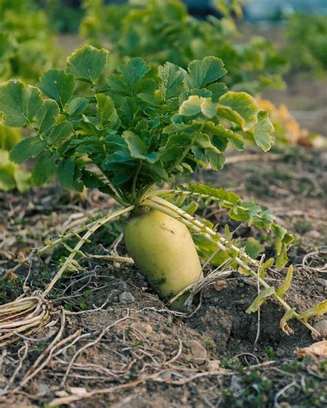 Tillage Radish: The Best Cover Crop For Soil Health - The Peasant's ...