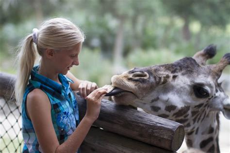 Giraffe Feeding Experience | Brevard Zoo