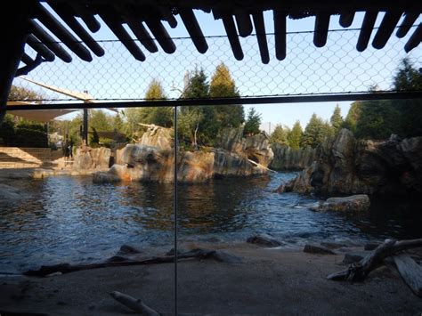 9/13/2020 - California Sea Lion Habitat - ZooChat