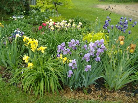 Irises forum: Companions with Iris - Garden.org