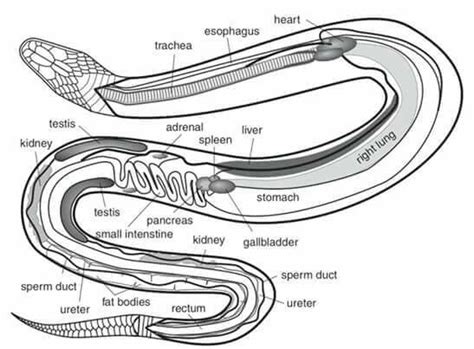 Pin by Rajeshwar Singh on Snake | Reptiles, Snake, Digestive system diagram