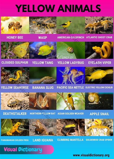 Yellow Animals: List of 20+ Interesting Yellow Animals in Nature ...