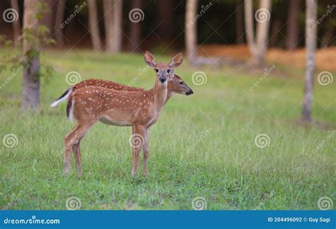 Twin whitetail deer fawns stock photo. Image of deer - 204496092