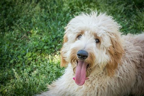 The Ultimate Guide To Gorgeous Goldendoodle Colors