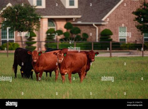 Cow eating grass. Brown cow on green field background. Dairy cows ...