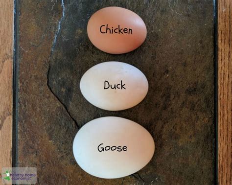 All About Goose Eggs and Why to Try Them! | Healthy Home Economist