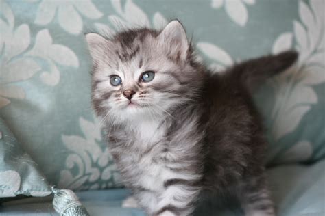 Silver Siberian Kittens - Silver Siberian Cats - cats