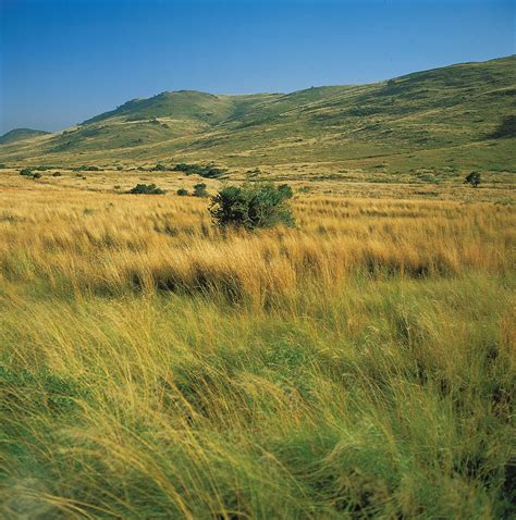 Veld | African Grasslands, Flora & Fauna | Britannica