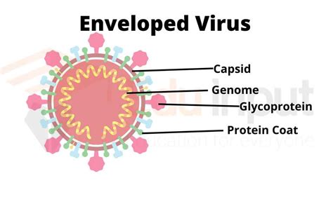 General Structure of Viruses- Viral Capsid, Envelop and Genome