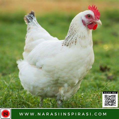 Peternakan Ayam Pedaging Broiler Organik Paling Sukses di Amerika