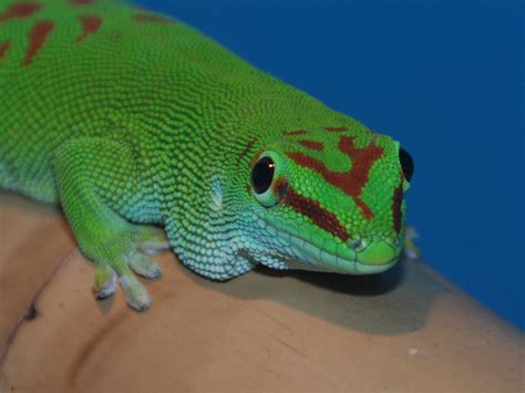 The Online Zoo - Madagascar Day Gecko