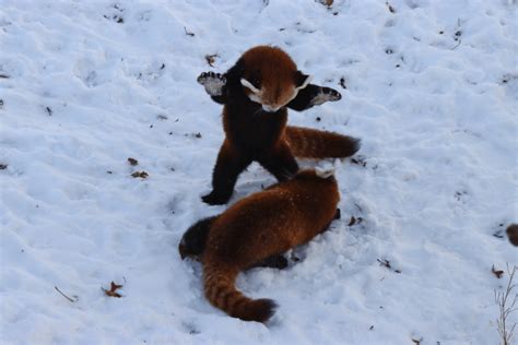 Red Pandas Love the Snow and Are Well Adapted To It