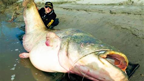 What's the biggest catfish on record? [2022] | QAQooking.wiki