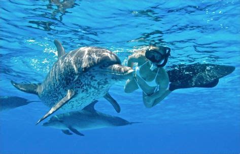 Swim with Dolphins Oahu in 2020 | Hawaii tours, Oahu, Dolphins