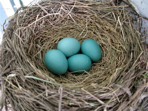 Robin Bird Eggs - Viewing Gallery