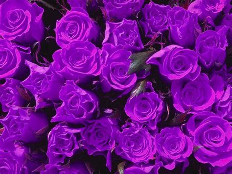 Purple Roses Wallpapers - Wallpaper Cave