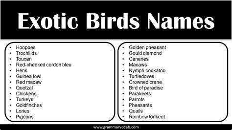 Exotic Birds Names