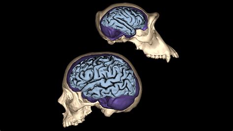 Human Brain Size Compared to Chimpanzee Brain Size | Brain size, Human ...