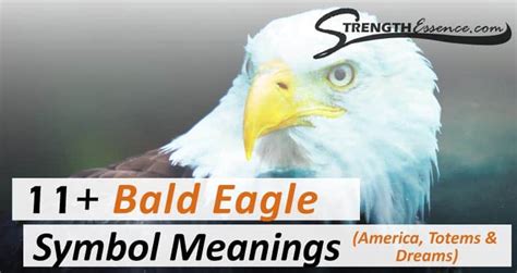 11+ Bald Eagle Symbol Meanings (America, Spirit Animal, Dream Meaning ...