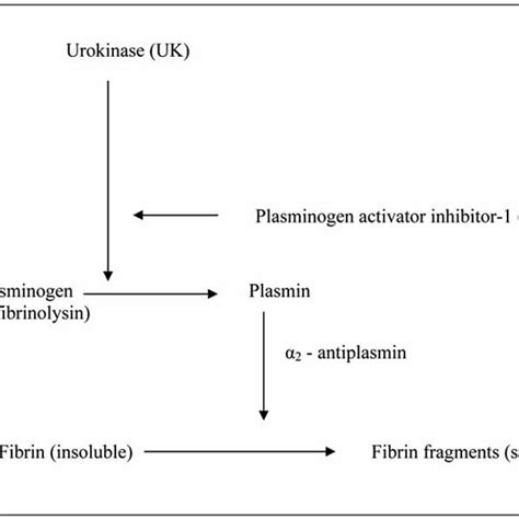 Schematic representation of the fibrinolytic system with UK. | Download ...