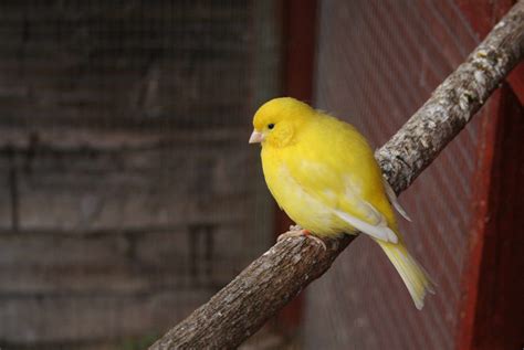 8 Top Quiet Pet Bird Species