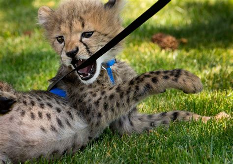 Robin Loznak Photography: Cheetah cubs on the prowl