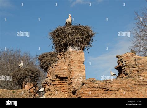 nesting storks Stock Photo - Alamy