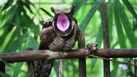 Great Eared Nightjar: The Bird That Looks Like A Baby Dragon