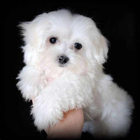 Maltese Puppies for Adoption | We also breed Maltipoos. That is a mix ...