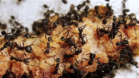 Black Ants Eating Meat Seen On Macro Stock Footage Video 5410121 ...