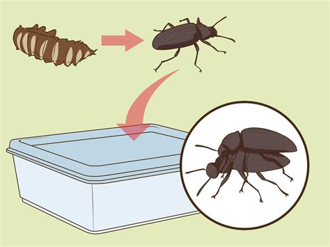 3 Ways to Care for Superworms - wikiHow