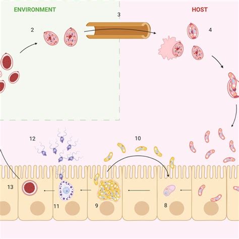 Schematic representation of coccidian life cycle. Numbers indicate the ...