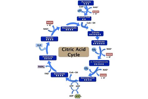 Citric Acid Cycle Steps: ATP Production