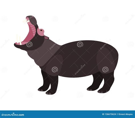 Yawning Hippopotamus Isolated on White Background. Portrait of Wild ...