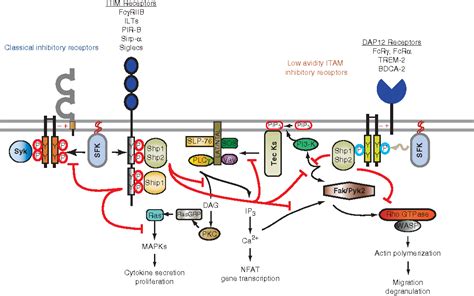 Syk Signaling Pathway