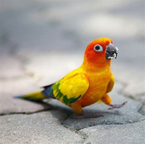 Sun Conure Parrot. | ~ Conures of Love ~ | Pinterest